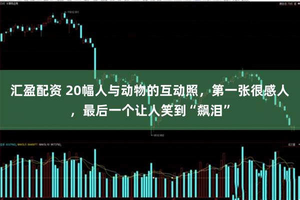 汇盈配资 20幅人与动物的互动照，第一张很感人，最后一个让人笑到“飙泪”